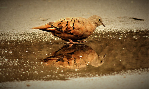 brown bird laying on paddle thumbnail