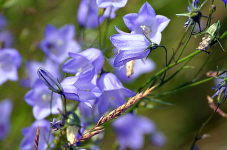 purple flowers thumbnail