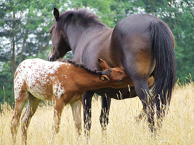 black and brown horse on brown field thumbnail