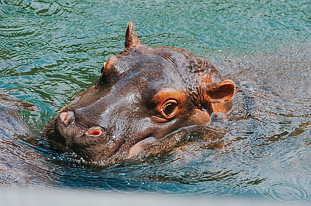 Close-up Photography of Hippopotamus thumbnail