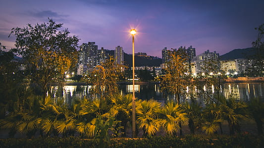Yellow Light Post Near Plants thumbnail