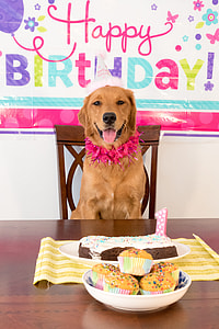 photo of brown dog with cakes thumbnail
