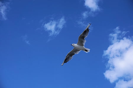 white and black flying bird on sky thumbnail