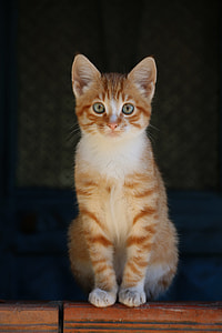 orange tabby cat on top of brown wooden surface thumbnail