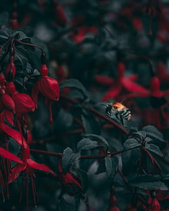 selective focus of bee near red petaled flower thumbnail