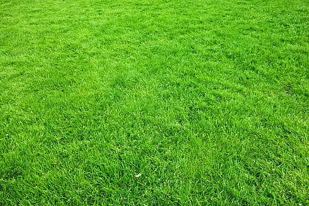 person taking photo of green grass field at daytime thumbnail
