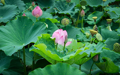 pink lotus flower on pond thumbnail