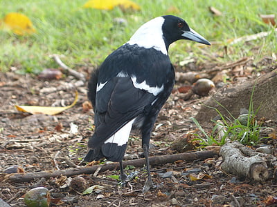 black and white short-beak bird on ground thumbnail
