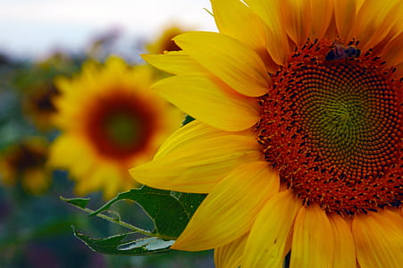 shallow focus photography of yellow sunflower thumbnail