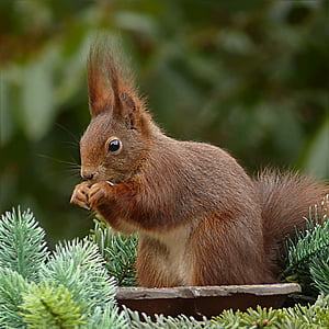 brown squirrel thumbnail