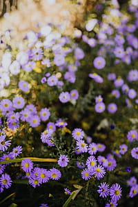 Small purple flowers in the garden thumbnail