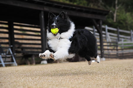 adult black and white border collie running on the field thumbnail
