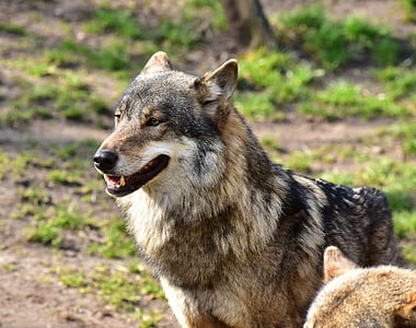 brown and white wolf thumbnail