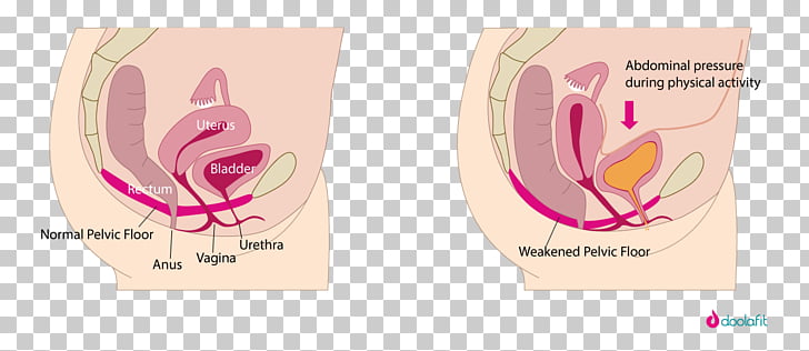 Pelvic Floor Dysfunction Pelvis Spasm Pelvic Organ Prolapse