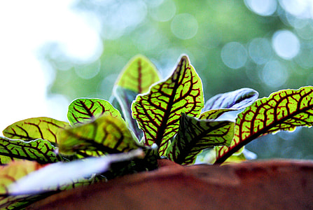 green and brown leaf plant thumbnail