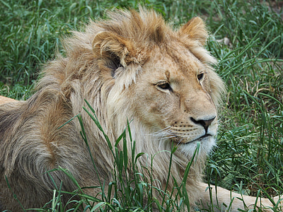 close-up photo of lion lying on grass thumbnail