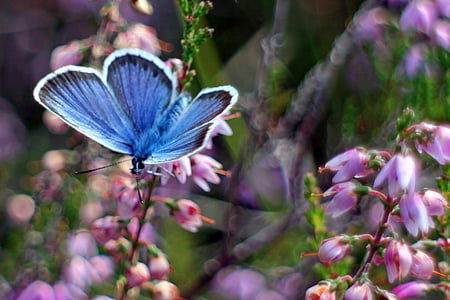 common blue butterfly perching on pink bleeding heart flower in close-up photo thumbnail