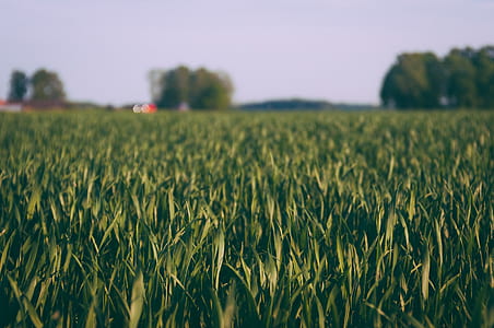 grass field photography thumbnail