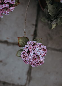 close-up photography of pink petaled flowers thumbnail