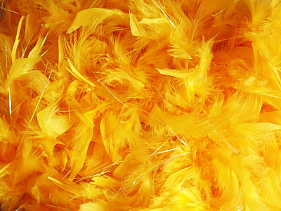 orange and yellow feather lot thumbnail