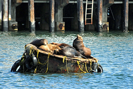 group of sealion in middle of body of water thumbnail