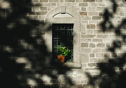 green potted plant inside window thumbnail