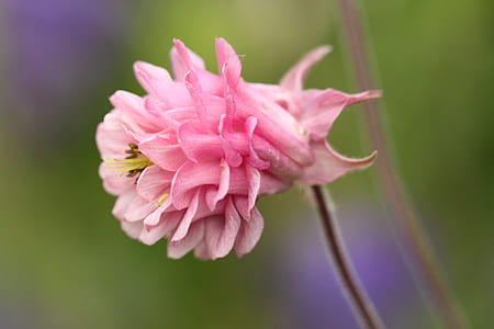 selective focus photo of pink flower thumbnail