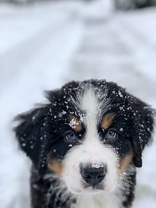 snow falling on Bernese mountain puppy thumbnail