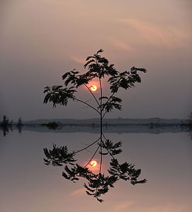green leafed tree during golden houer thumbnail