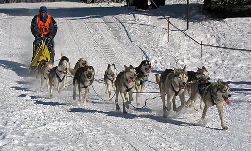 gray dogs running on snow path thumbnail