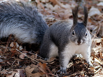 grey and white squirrel on ground with withered leaves thumbnail