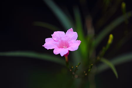 nature, petals, plant, blur thumbnail