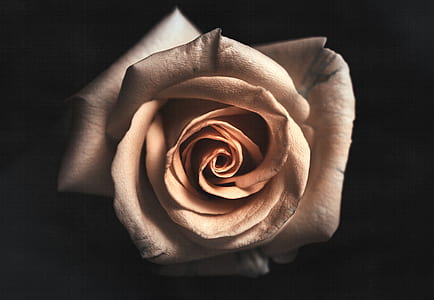 petals, plant, flower, rose thumbnail