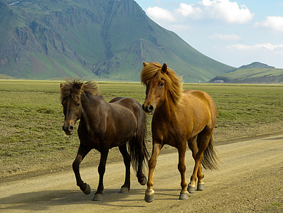 black and brown horses thumbnail