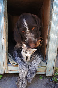 adult German wire-haired pointer in the doghouse thumbnail