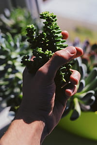 person holding green plants thumbnail