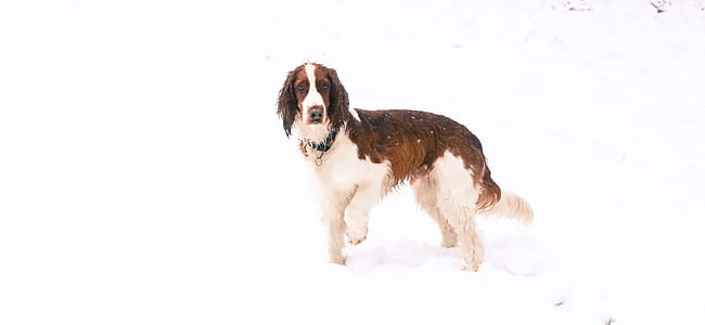 short-coated white and brown dog standing beside white surface thumbnail