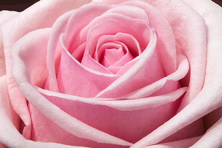 pink rose flower in close up photography thumbnail