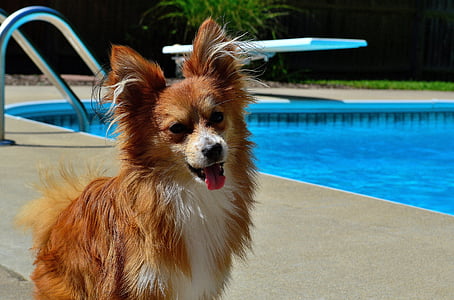 adult tan Papillon thumbnail