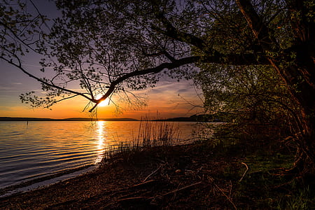 tree near the sea at golden hour thumbnail