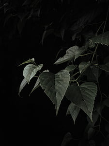 green plant thumbnail