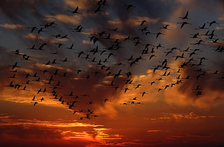 flock of birds flying during sunset thumbnail