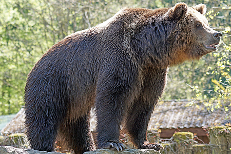 brown bear near green-leafed trees during daytime thumbnail