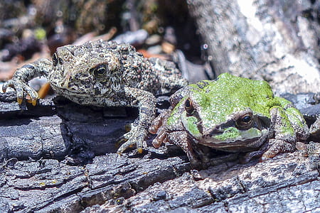 Green and Brown Frog on Wood thumbnail