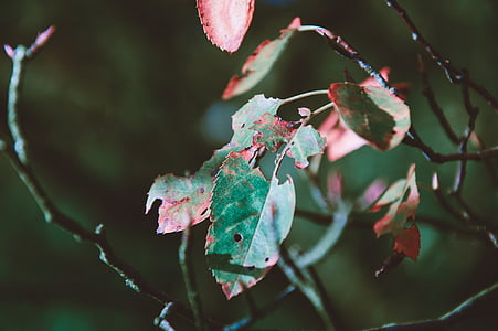 tilt shift lens photography of green leaf thumbnail