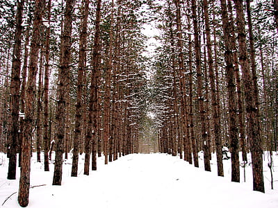 first person perspective photography of pathway surrounded by snow covered forest thumbnail