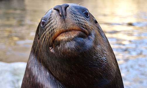 selective focus photography of seal thumbnail