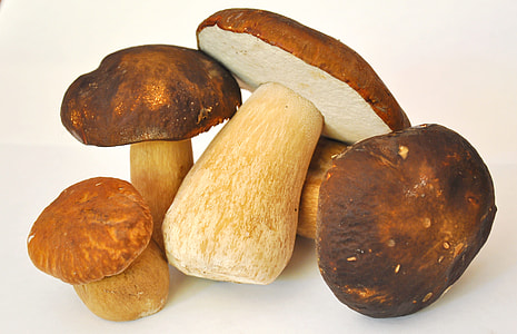 closeup photography of four brown umbrella mushrooms thumbnail