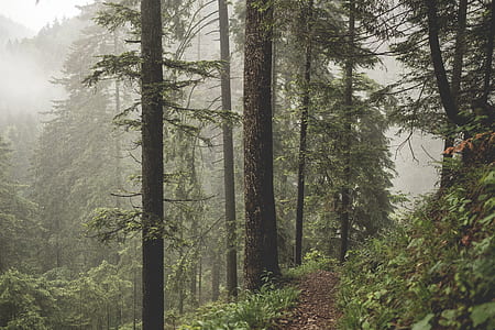 green forest at daytime thumbnail