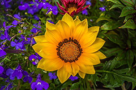 selective focus photography of yellow Gazania flower thumbnail